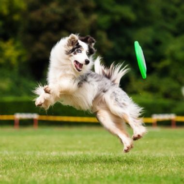 Frisbee / Flotantes