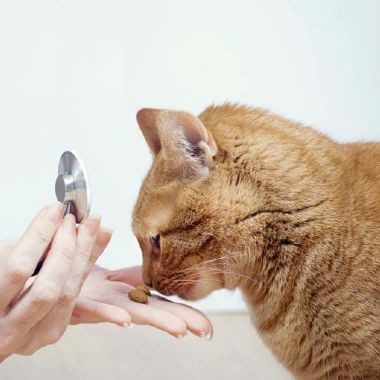 Salud de Gatos
